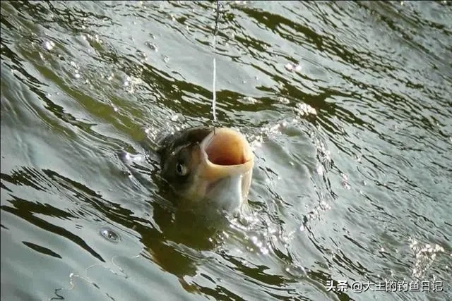 手竿浮钓鲢鳙调漂图解，浮钓鲢鳙的技巧和方法，钓鲢鳙手竿怎么调漂