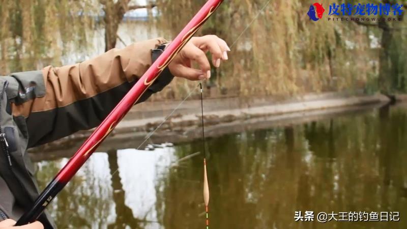 手竿浮钓鲢鳙调漂图解，浮钓鲢鳙的技巧和方法，钓鲢鳙手竿怎么调漂