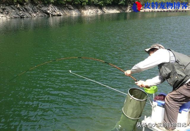 手竿浮钓鲢鳙调漂图解，浮钓鲢鳙的技巧和方法，钓鲢鳙手竿怎么调漂