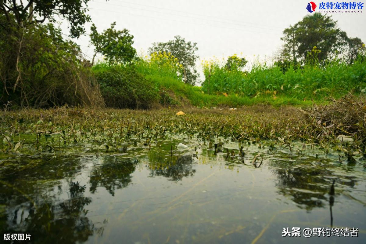 爆炸钩钓鲤鱼一般用几号鱼钩，需要浮漂吗，海钓爆炸钩用法图解