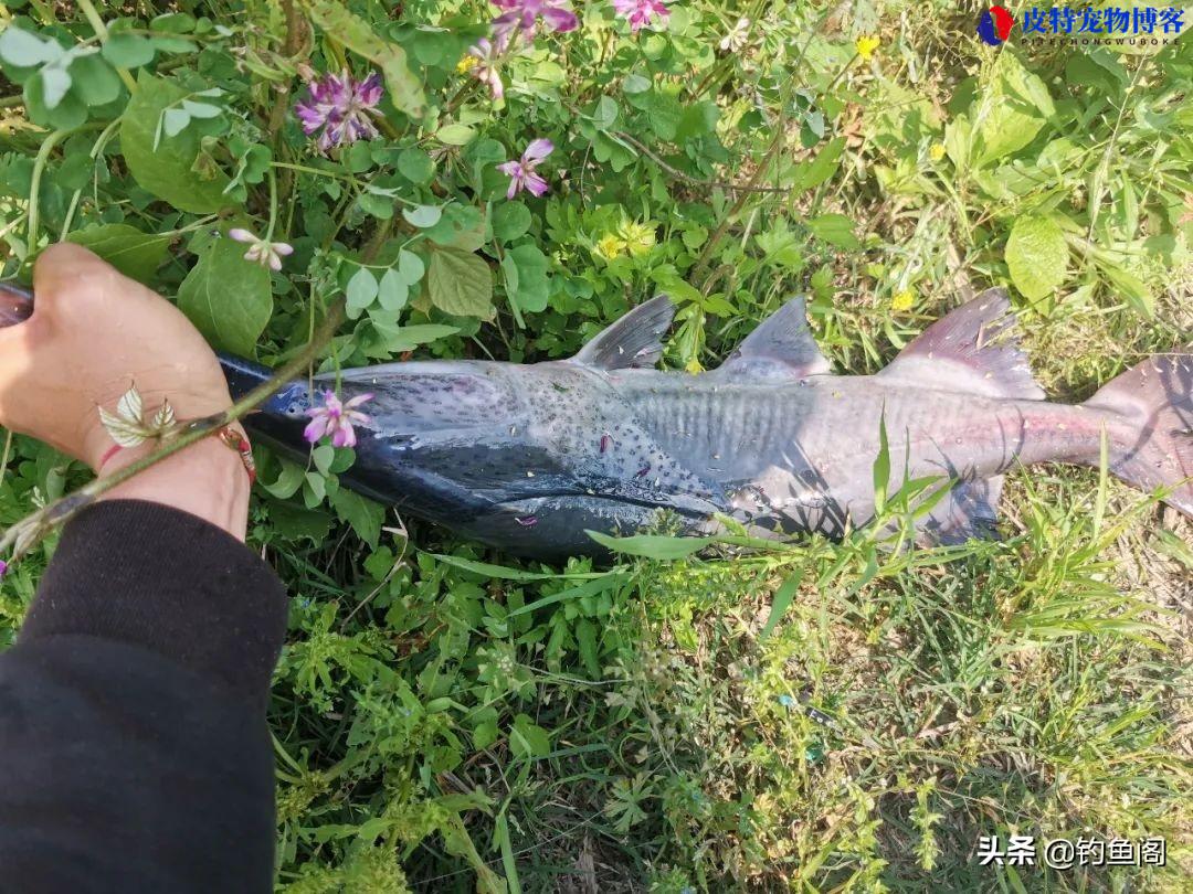 鸭嘴鱼怎么钓用什么饵料，鸭嘴鱼的钓法和技巧