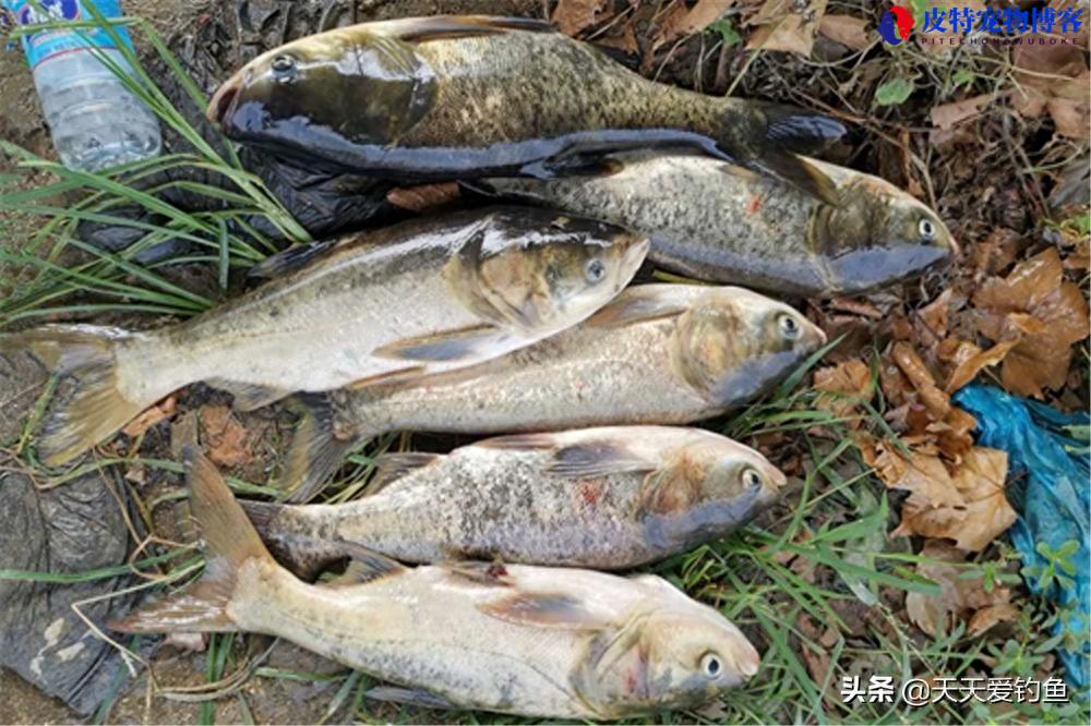 江河钓鲢鳙饵料配方及制作方法，野钓鲢鳙饵料如何自制