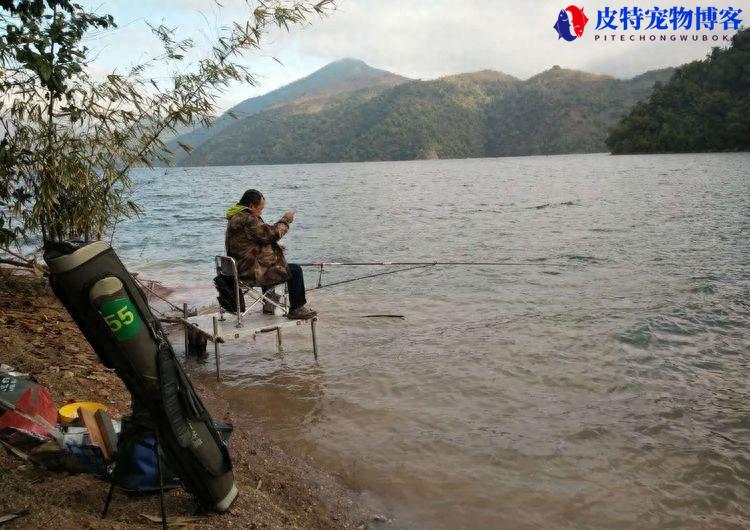 钓鱼技术台钓入门教程，钓鱼基础知识，台钓基础入门教程图解