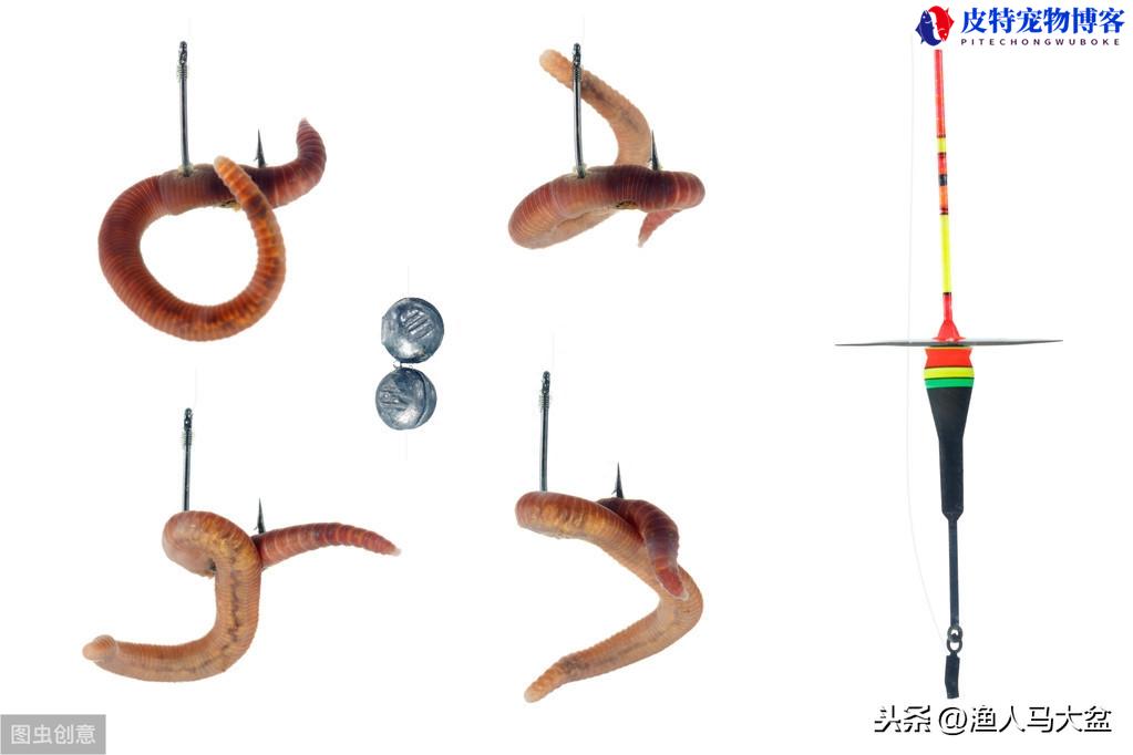 草窝野钓蚯蚓钓鱼技巧和方法，草窝怎么钓大鱼，野钓用蚯蚓怎样调漂