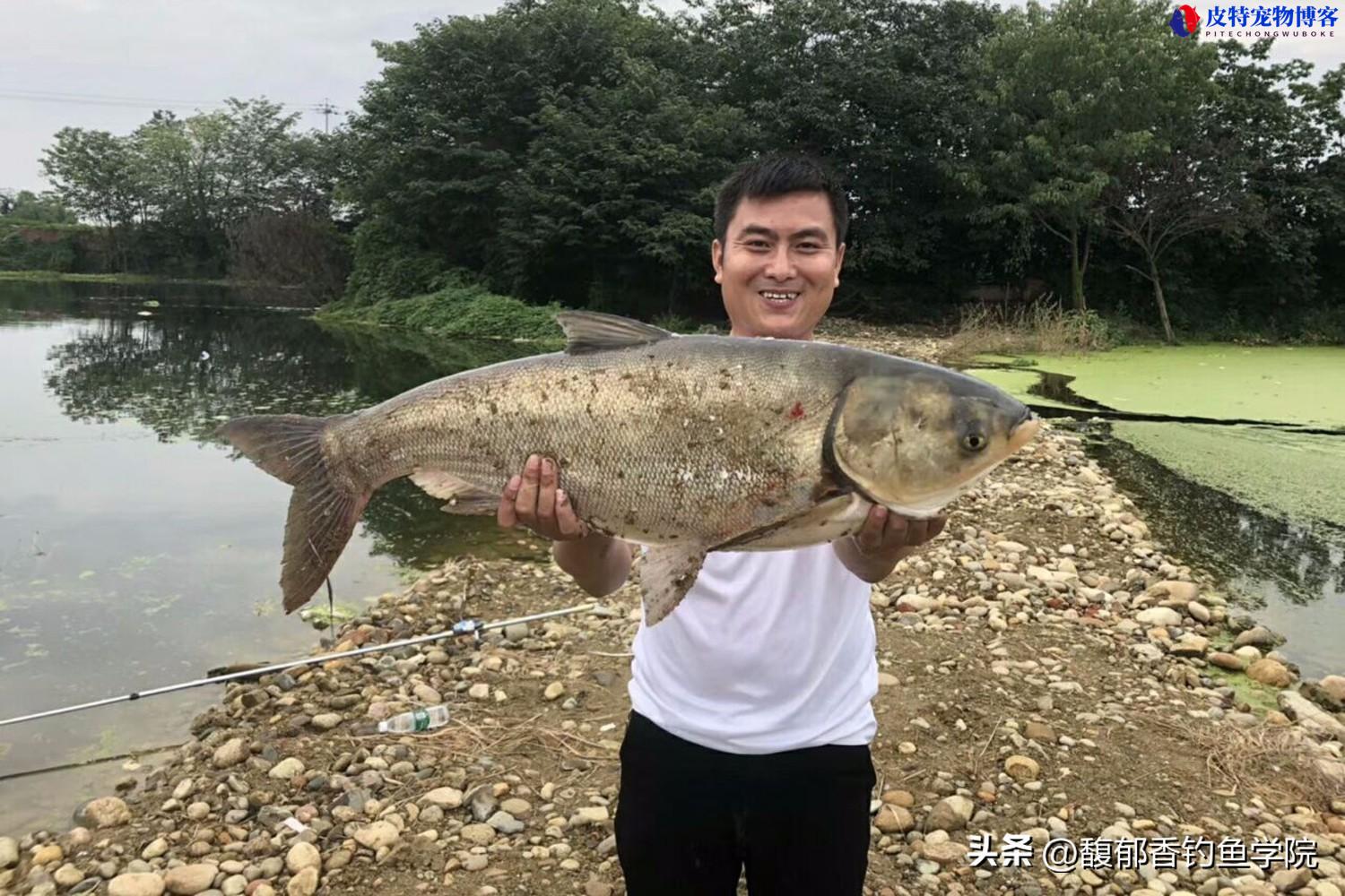 钓鲢鳙鱼最好的饵料是什么，什么钓位最好，鲢鳙最佳商品饵料