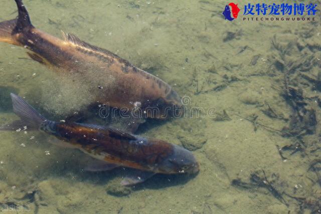 深秋钓鲤鱼技巧和方法，用什么饵料最好鲤，秋季钓鲤鱼技巧图解