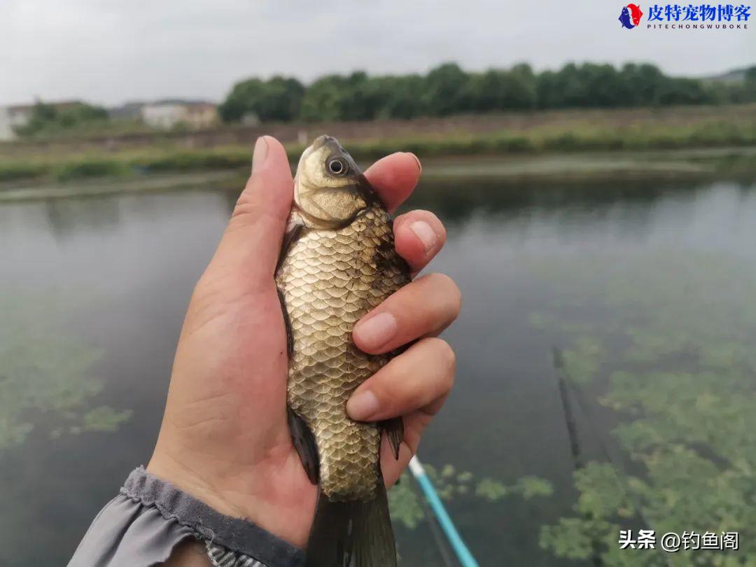 钓鲫鱼饵料配方大全简单实用，排名第一的鲫鱼饵料，自制鲫鱼饵料的做法