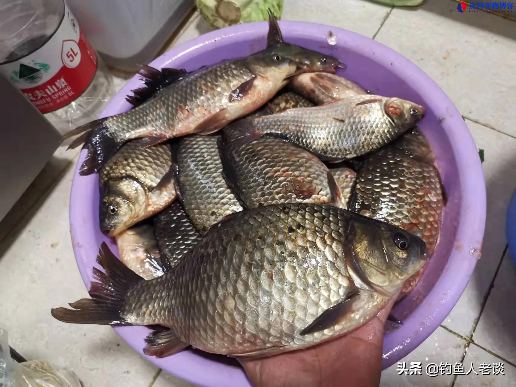 台钓入门调饵料的方法，台钓饵料搭配的最优解，新手也能钓大鱼！