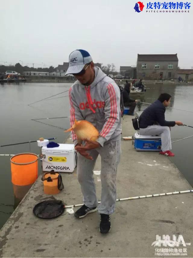 化氏垂钓学院全集，野钓怎样钓大鱼技巧，野钓用什么才能钓到大鱼