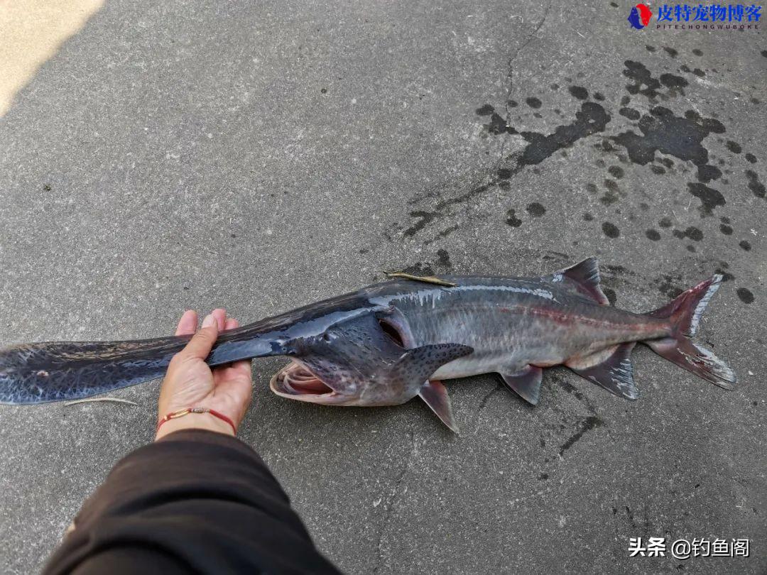 鸭嘴鱼怎么钓用什么饵料，鸭嘴鱼的钓法和技巧