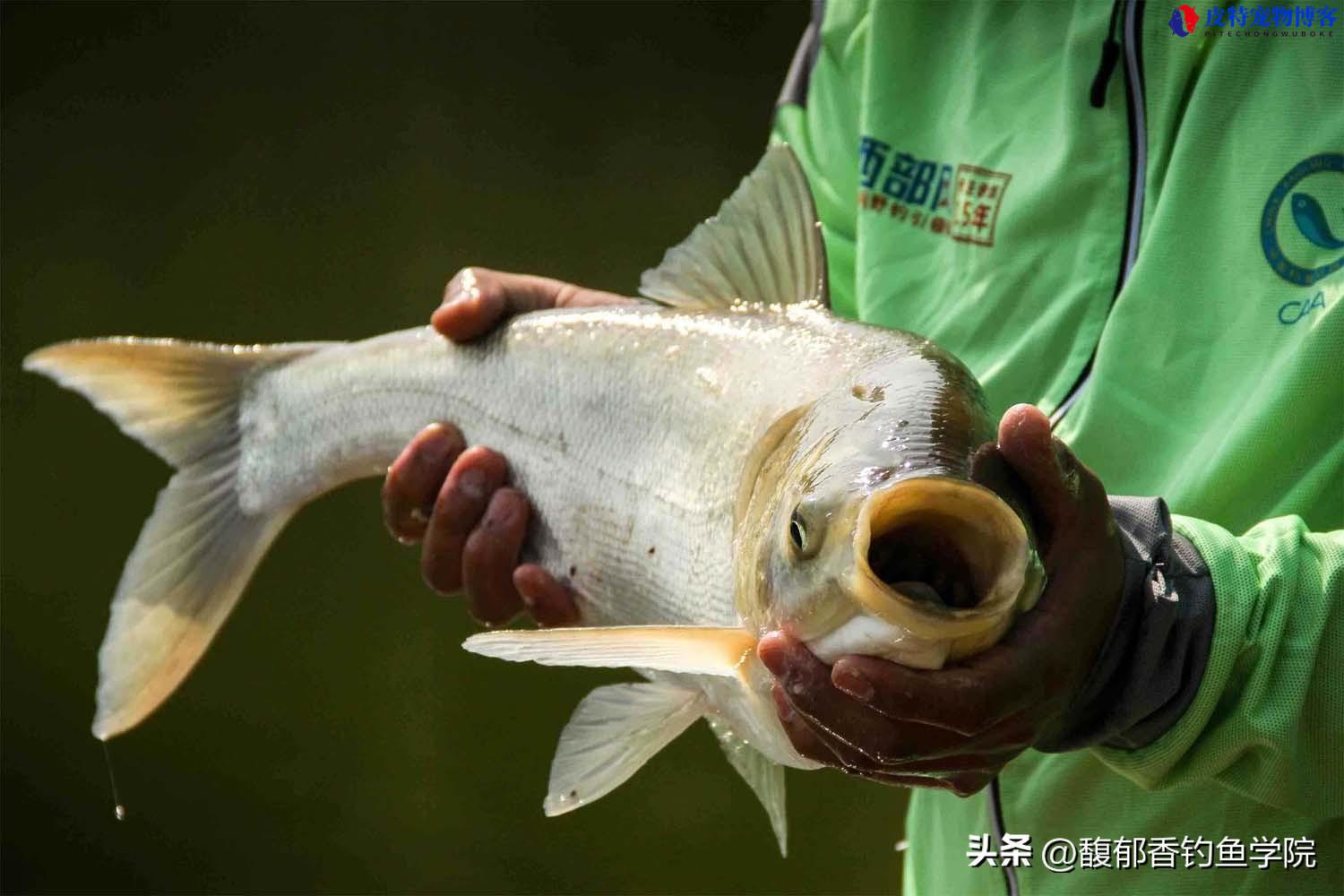 钓鲢鳙鱼最好的饵料是什么，什么钓位最好，鲢鳙最佳商品饵料