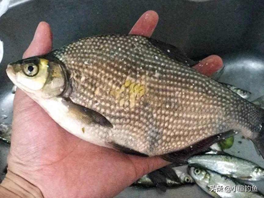 鳊鱼的钓法和做窝技巧，钓位选择，鳊鱼怎么钓用什么饵料