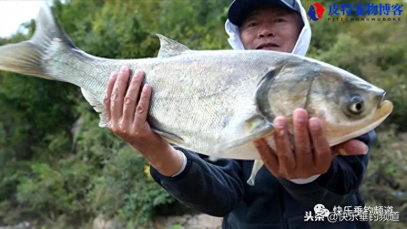 江河钓鱼技巧图解大全，江河钓鱼怎么调漂最好，江河野钓为什么经常空军