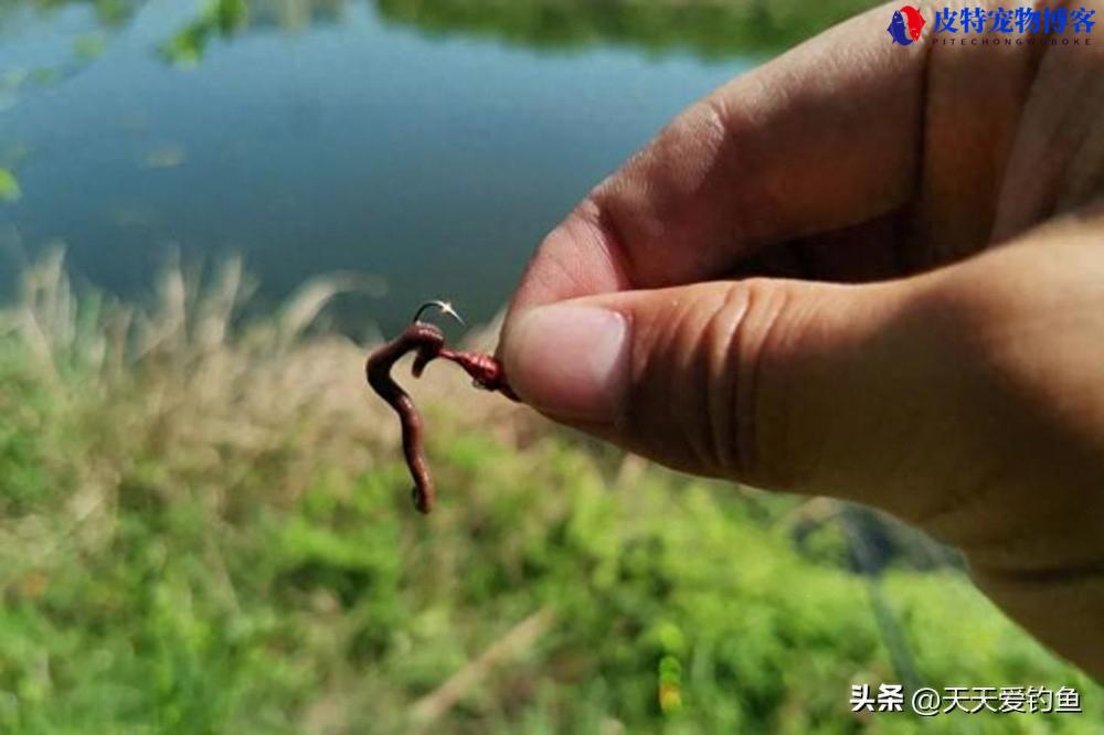 蚯蚓野钓鲫鱼技巧及方法夏天，调漂最佳方法图解，夏天钓大鲫鱼绝招