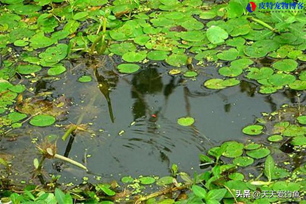 蚯蚓野钓鲫鱼技巧及方法夏天，调漂最佳方法图解，夏天钓大鲫鱼绝招