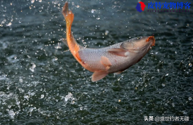 江河野钓鱼饵配方大全，用什么饵料最好，江河钓鱼饵料怎么配