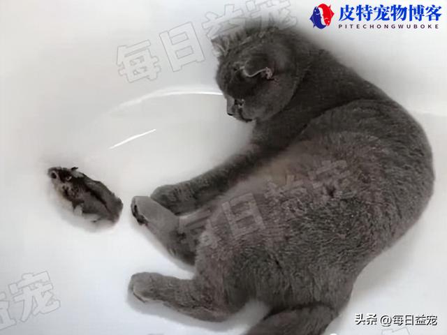 宠物猫会吃仓鼠吗为什么(猫咪可以和仓鼠一起养吗)