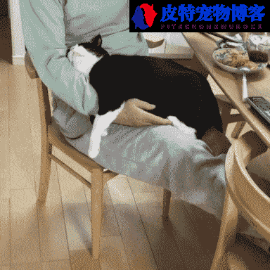 猫喜欢你的10种表现是什么样的（猫喜欢咬人手是为什么原因）