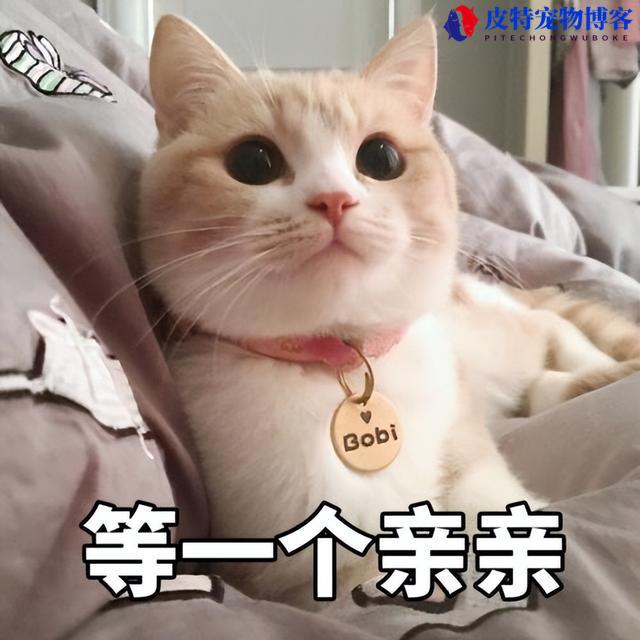 猫喜欢你的10种表现是什么样的（猫喜欢咬人手是为什么原因）