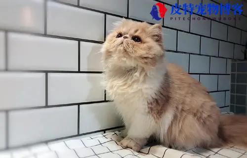 猫拉屎很臭是什么原因引起的，猫咪吃猫粮拉屎特别臭怎么回事