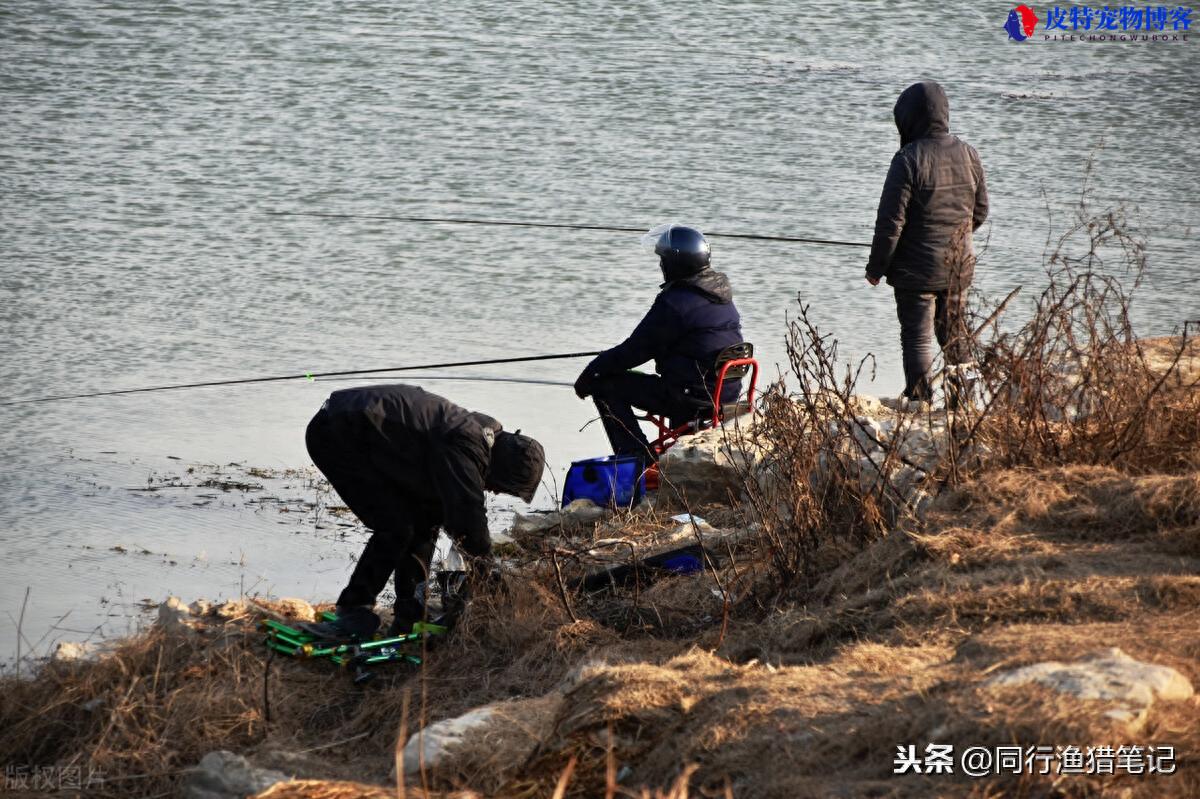 长杆短线钓鱼技巧和方法图解，怎样效果最好，长竿短线传统钓技巧