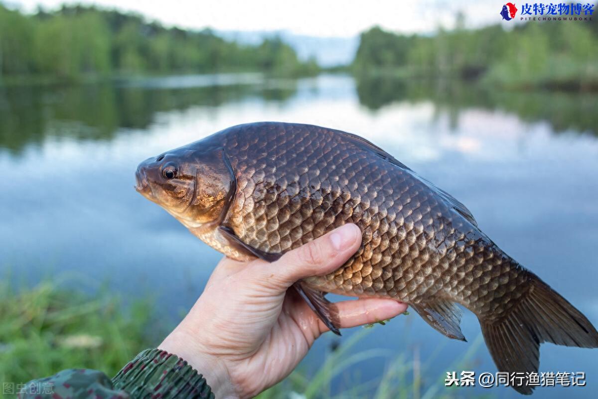 长杆短线钓鱼技巧和方法图解，怎样效果最好，长竿短线传统钓技巧