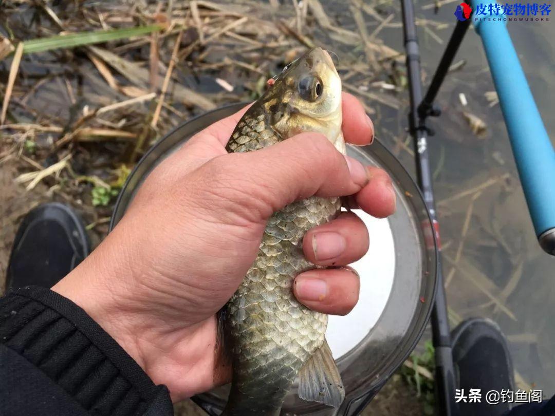 冬天钓鲫鱼饵料配方和钓法，搭配技巧，秋冬季钓鲫鱼饵料配方大全