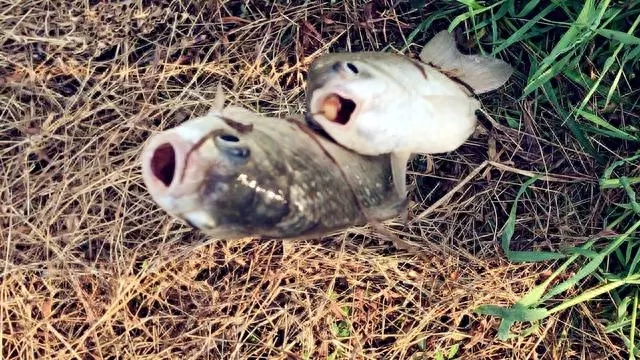 怎样钓鲫鱼上钩快冬天，怎样钓鲫鱼容易上钓法，冬天钓鲫鱼怎么钓