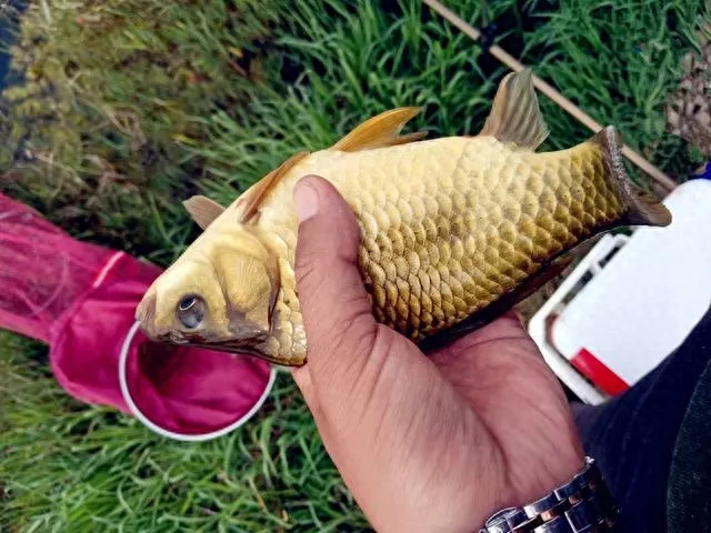 怎样钓鲫鱼上钩快冬天，怎样钓鲫鱼容易上钓法，冬天钓鲫鱼怎么钓