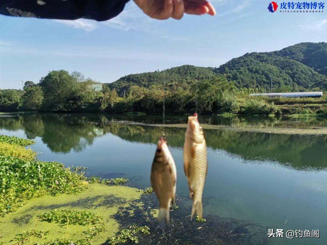 蚯蚓钓鱼如何调漂图解，蚯蚓钓鱼调漂几目最好，钓蚯蚓调漂方法