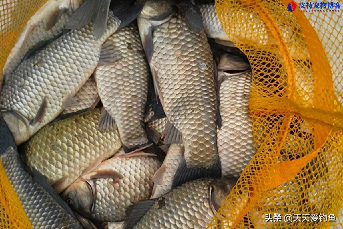 初冬钓鲫鱼饵料配方大全图片，用什么窝料，自制大板鲫饵料怎么配