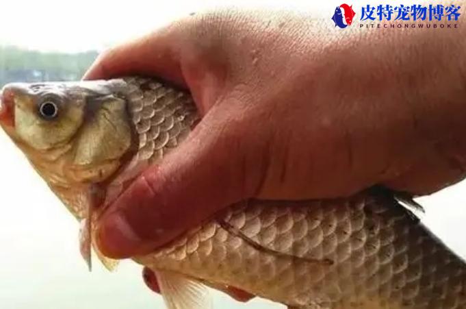 野钓鲫鱼鲤鱼饵料配方不招小鱼，怎样避开小鱼钓大鲫鱼