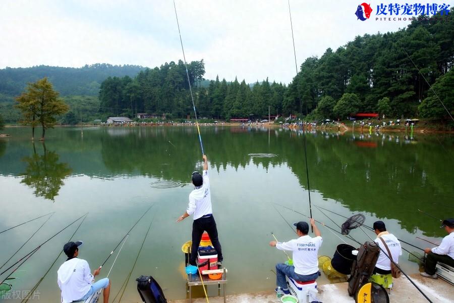 野钓鲫鱼漂的选择形状，野钓鲫鱼如何选择鱼漂，钓鲫鱼哪种漂型最好