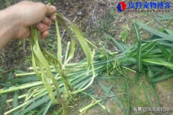 海竿串钩浮钓草鱼要不要定位坠，串钩怎样钓草鱼才是正确的