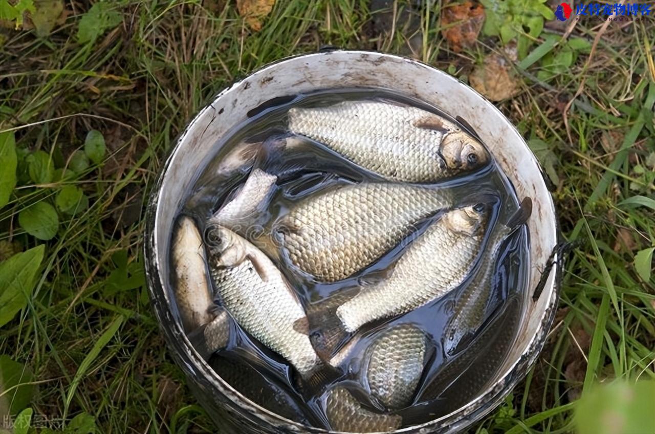 野钓鲫鱼漂的选择形状，野钓鲫鱼如何选择鱼漂，钓鲫鱼哪种漂型最好