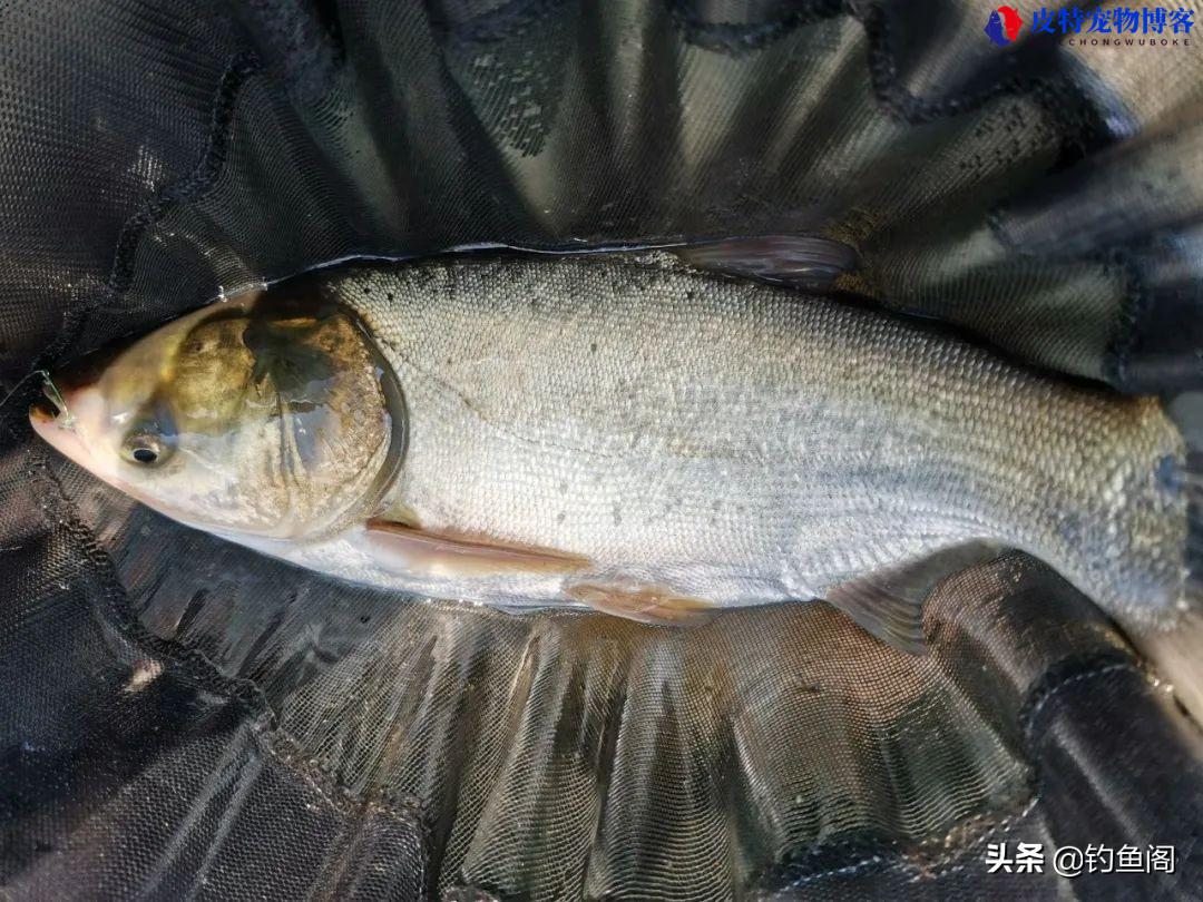 浮钓鲢鳙饵料要不要加拉丝粉，雾化太快怎么办，如何雾化好不脱落