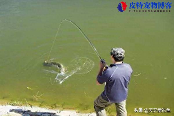 海竿串钩浮钓草鱼要不要定位坠，串钩怎样钓草鱼才是正确的