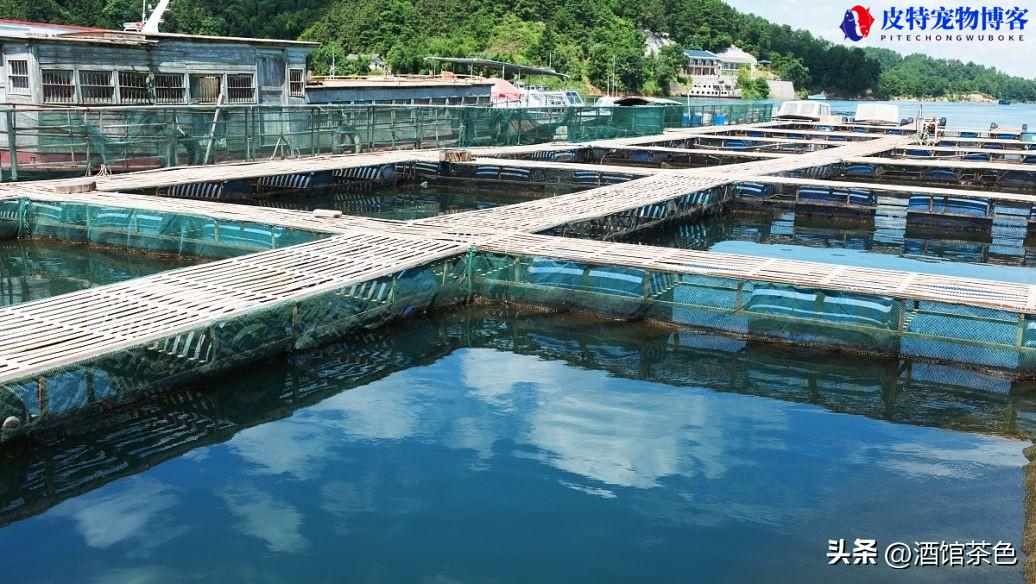 鲨鱼的特点和生活习性，鲨鱼有哪些特点和本领，淡水鲨鱼养殖技术