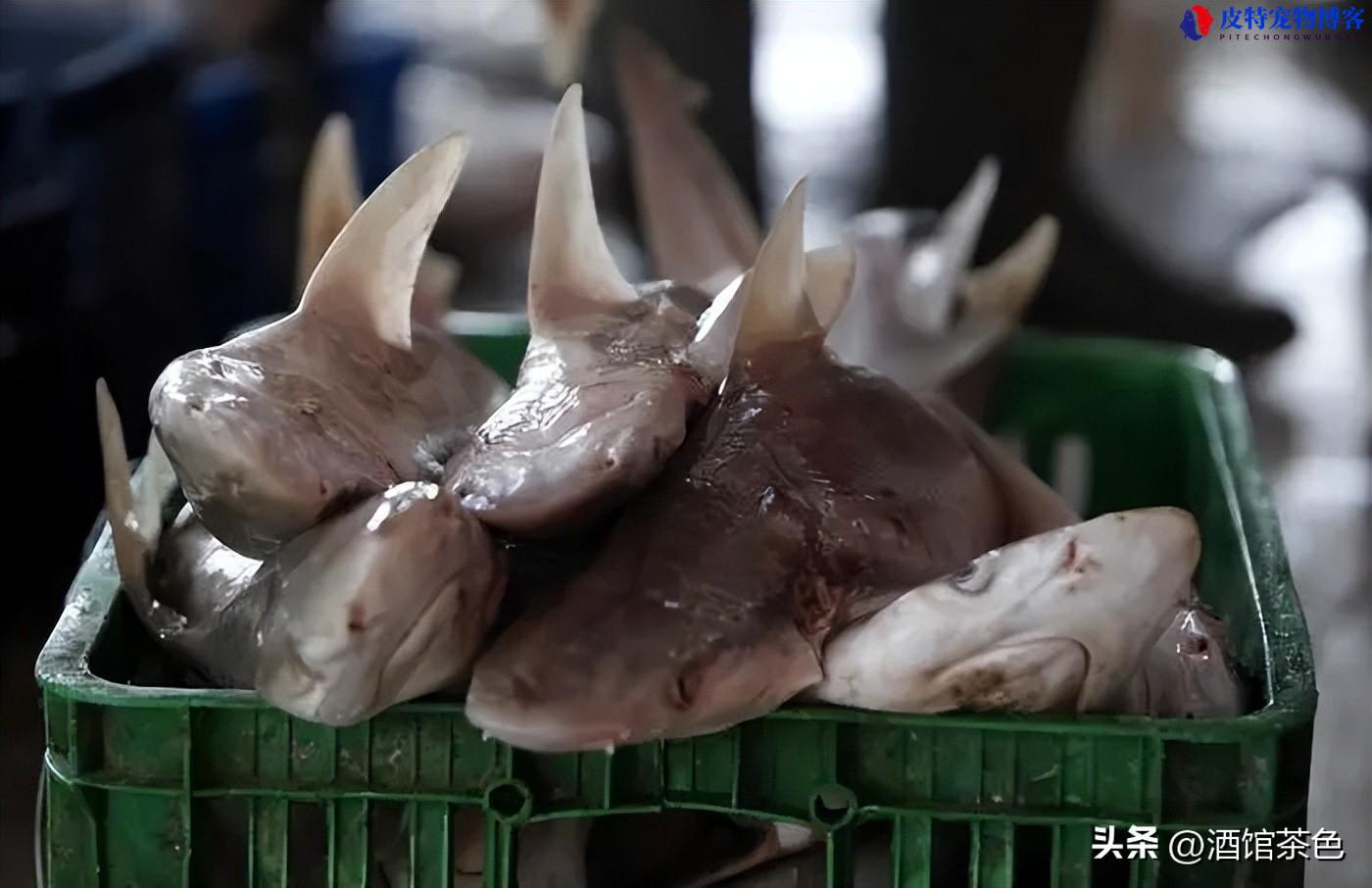 鲨鱼的特点和生活习性，鲨鱼有哪些特点和本领，淡水鲨鱼养殖技术