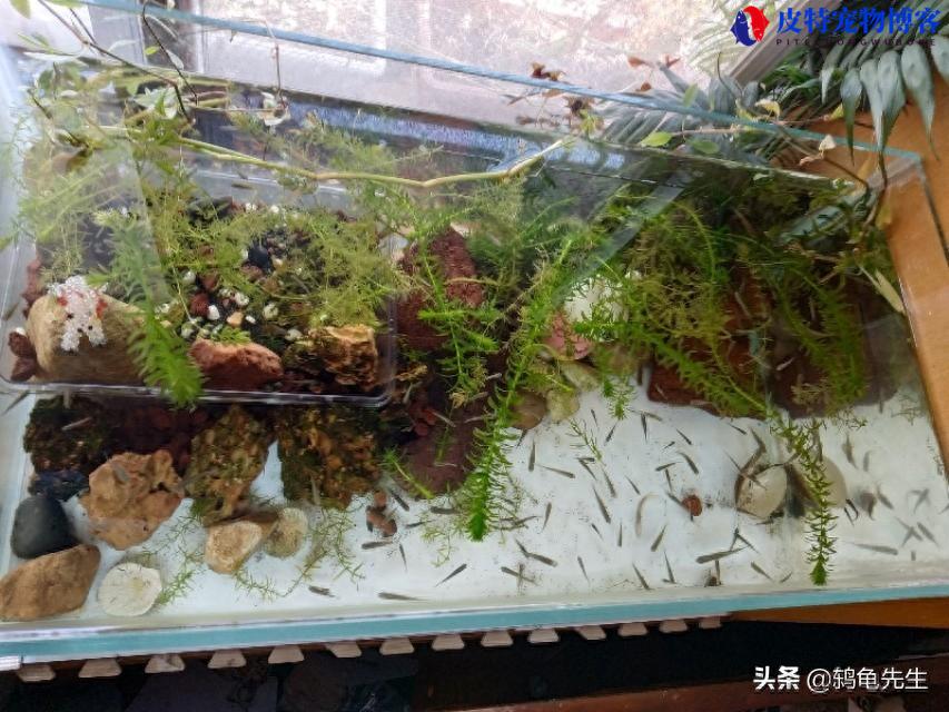 硝化菌在鱼缸中起什么作用，能直接倒入鱼缸中吗，加入后鱼缸变化