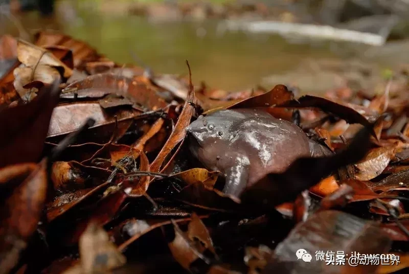 紫蛙可以在土里存活多久，世界上奇异的生物图片