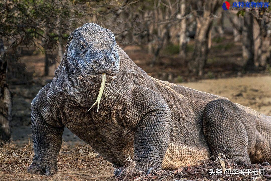 孟加拉巨蜥身体构造图片，是几级保护动物，人与自然科莫多巨蜥