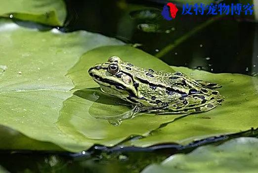 虎皮蛙培育，人工饲料如何驱动热带青蛙的微生物群变化