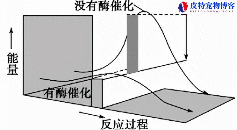 束带蛇的繁衍方式，束带蛇是保护动物吗，看见很多蛇缠绕在一起怎么回事