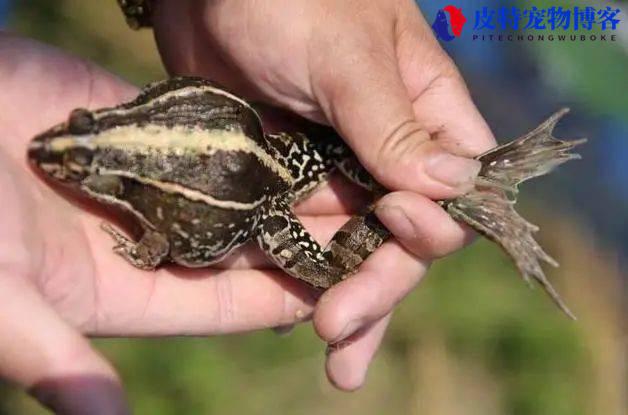 虎皮蛙培育，人工饲料如何驱动热带青蛙的微生物群变化