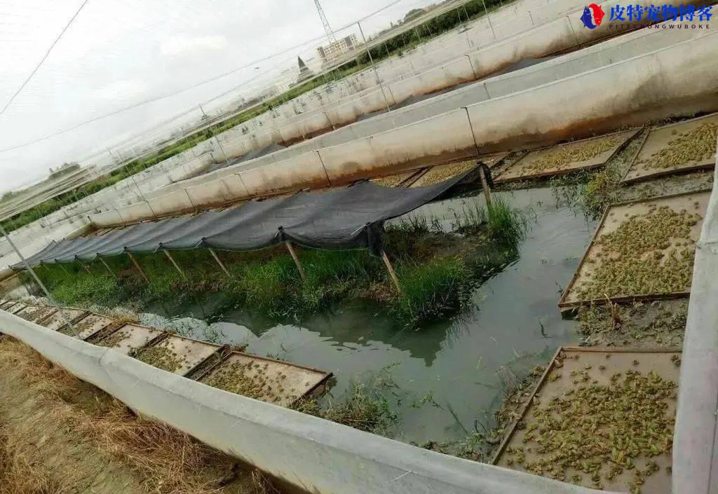 虎皮蛙培育，人工饲料如何驱动热带青蛙的微生物群变化