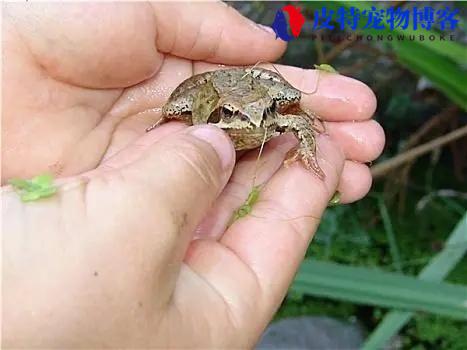 虎皮蛙培育，人工饲料如何驱动热带青蛙的微生物群变化