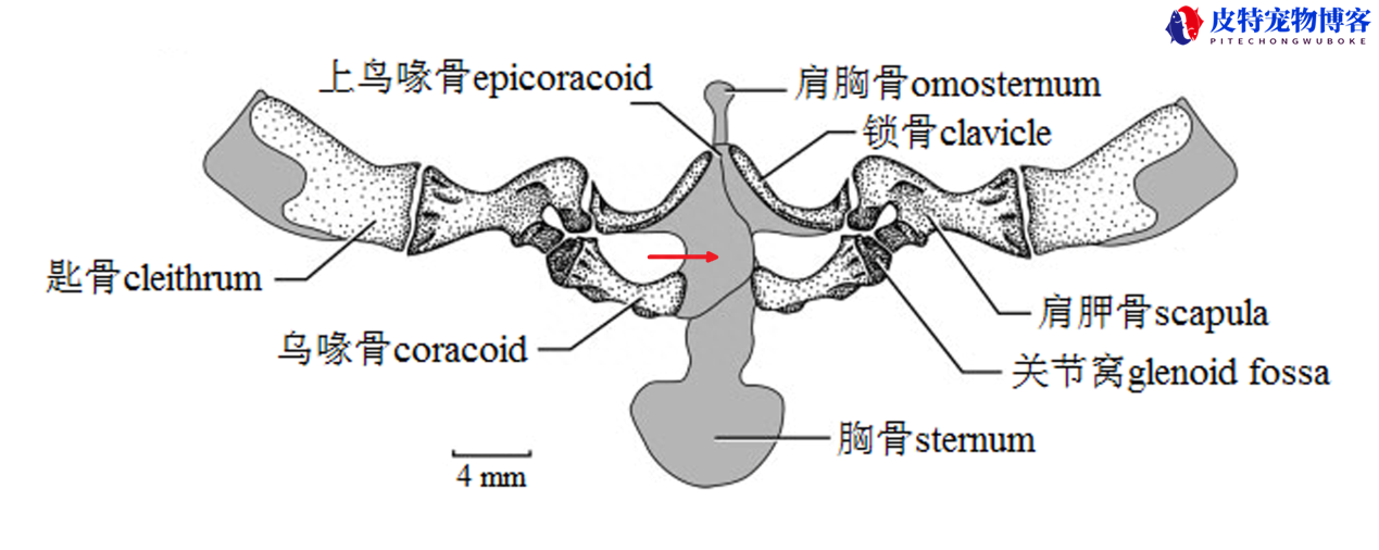 蛙科和蟾科的主要区别特征有哪些，牛蛙是蛙科吗