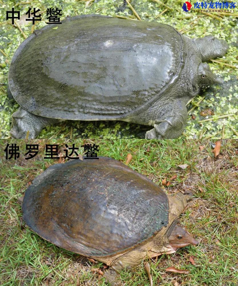 佛罗里达鳖能吃吗，和中华鳖如何区分，我们这里养殖的是什么鳖呢