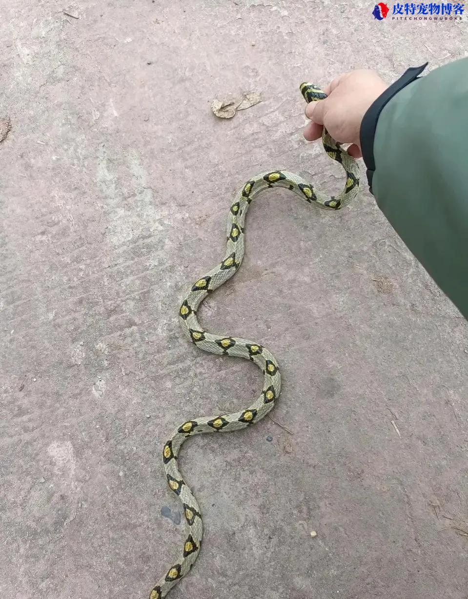 为什么玉斑丽蛇不适合新手养，有食蛇性吗?颜色越花的蛇是不是就越毒